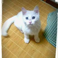 ぴすりえいと 会員画像