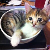 ちゃんうに 会員画像