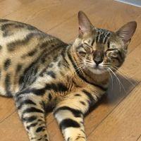 フロマージュ 会員画像