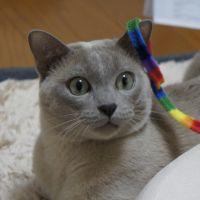 モコ0410 会員画像