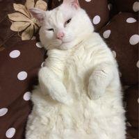ぼんまりさん