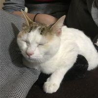 だいぴん 会員画像