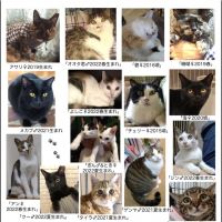 ほんこちゃん