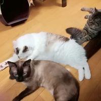 ぽんきち7 会員画像