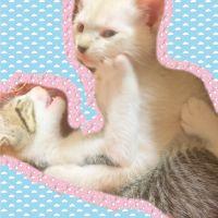 タマっち 会員画像