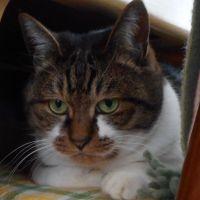 白玉うさぎ 会員画像