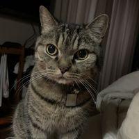 しゃびしゃび 会員画像