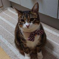 会員画像