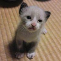 ますく 会員画像