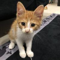 おうめ猫の会担当まぁ 会員画像