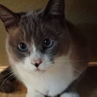 並二キャッツ 会員画像