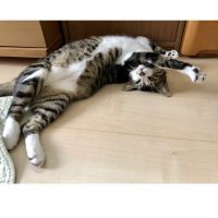 ほしろう 会員画像