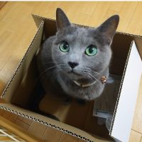 ちゃおちゃお 会員画像