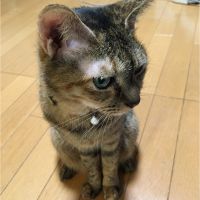 cobsway 会員画像