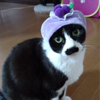 nekoyu 会員画像