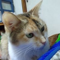 ブルーライン