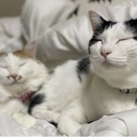 ねっこず 会員画像
