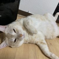 あっちゃんにゃ 会員画像