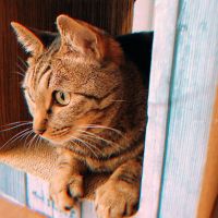 あゆさち 会員画像