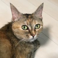 キルヒ 会員画像