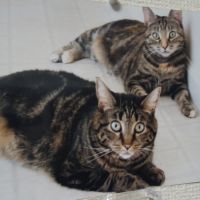 Gingerlucky 会員画像