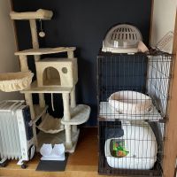 にゃんこ飼 会員画像