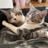 ヒラメ カレイ 会員画像