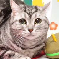 やっぱり猫が大好き 会員画像