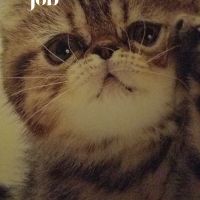 モフモフ好きさん