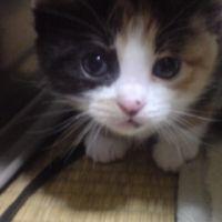 みーたんです 会員画像