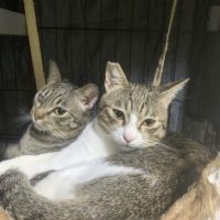 もちごま 会員画像