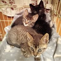 川村猫美 会員画像