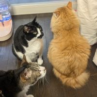 なごみばやしさん