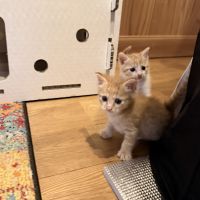 ケロねこ