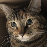 ギガバイトさん