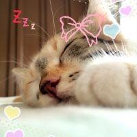 にゃーにゃ♡ 会員画像