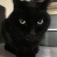 くろにゃん♪ 会員画像