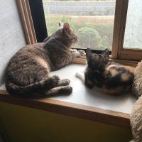猫ラブ一家 会員画像