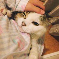 なむねこ 会員画像