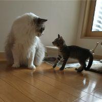 レオトラ 会員画像