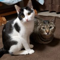 もろネコ 会員画像