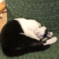 はみふ 会員画像