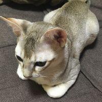 クラッシュ 会員画像