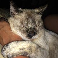 ミュウパパさん