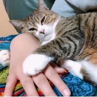 たなかぽてこさん