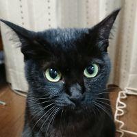 あんなママちゃん 会員画像