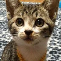 抹茶なる 会員画像