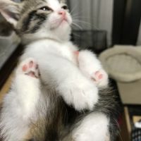 虎キチさん