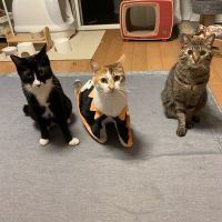 ちょこま 会員画像