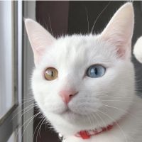 にゃお416さん